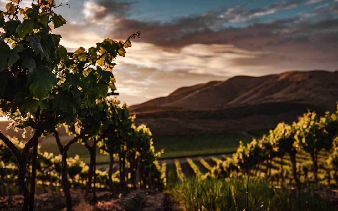 5 Things to Know about R&D Tax Credits for Vineyards and Wineries
