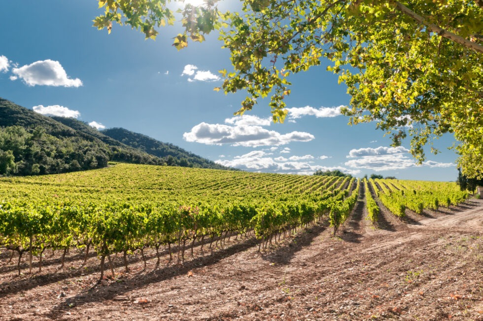 Property Insurance in the Wine Industry
