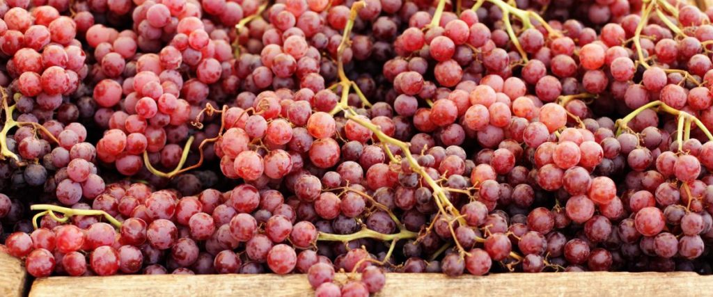Protea Financial Cost of Grapes