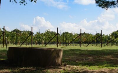 From Vine to Cash Value: Uncorking the Benefits of Cash Value Life Insurance for Wineries and Vineyards