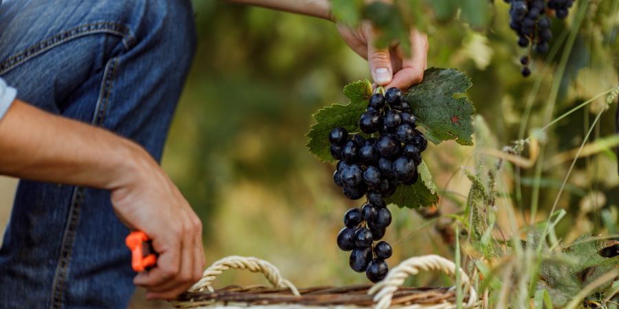 Optimizing Harvest Season: Effective Accounting Practices for Wineries