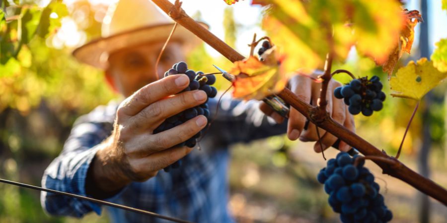 Protea Financial Man picking grapes off the vine during harvest season