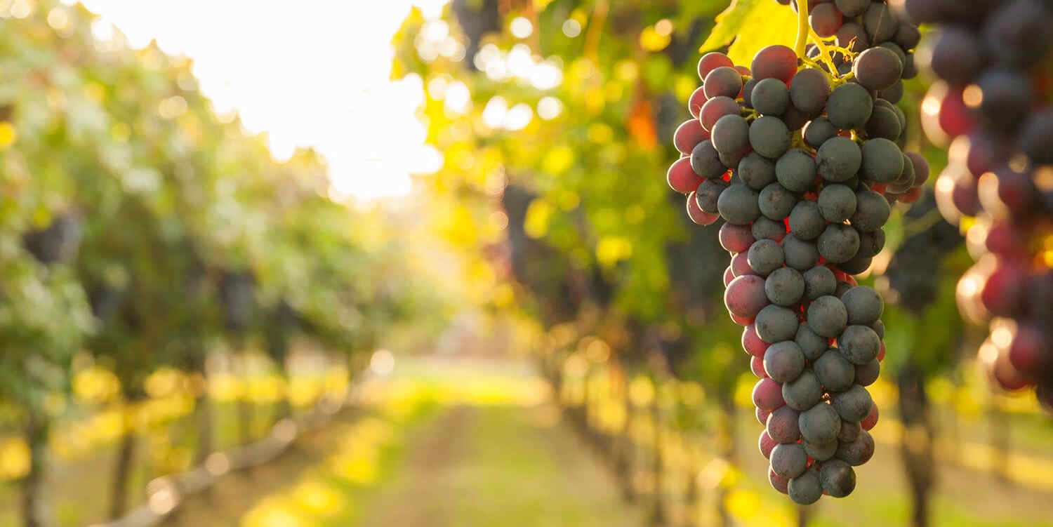 Winery Accounting Simplified with Protea Financial