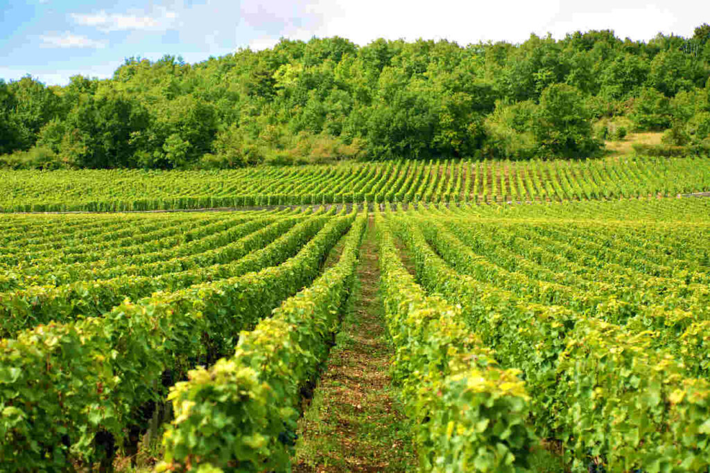 vineyard plantation