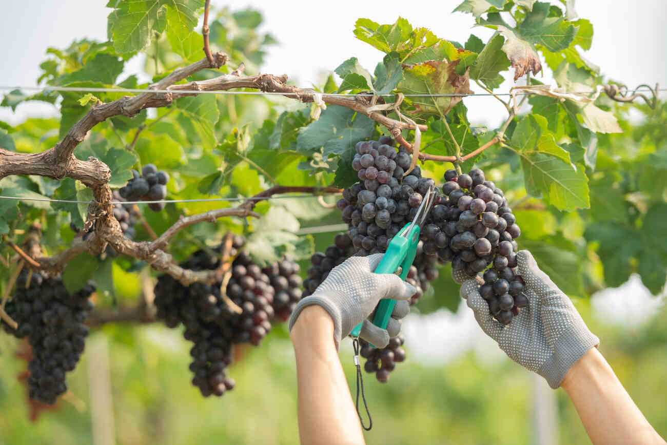 Tracking Harvest Costs: Labor, Materials, and Overhead