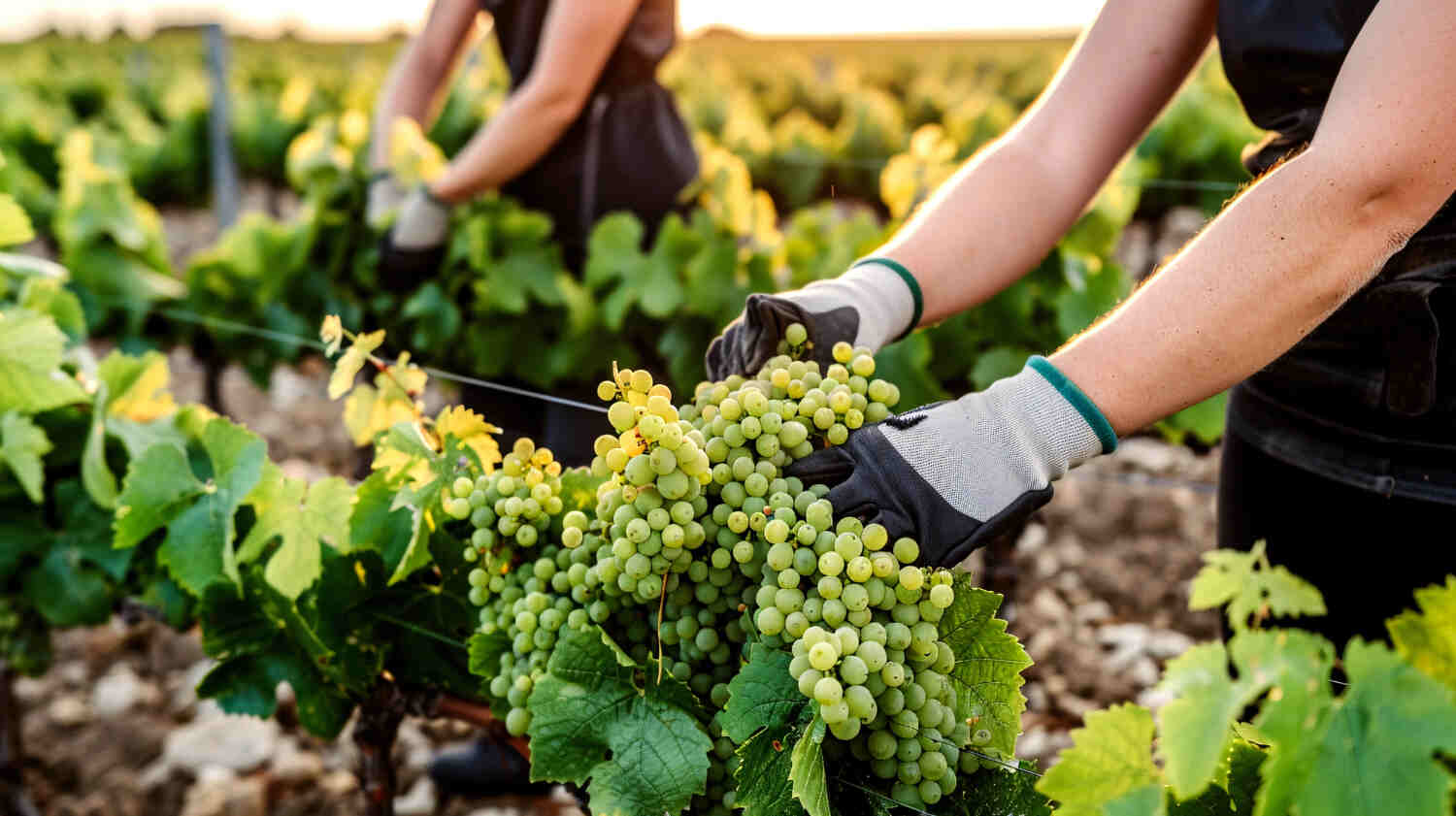Winery harvesting season